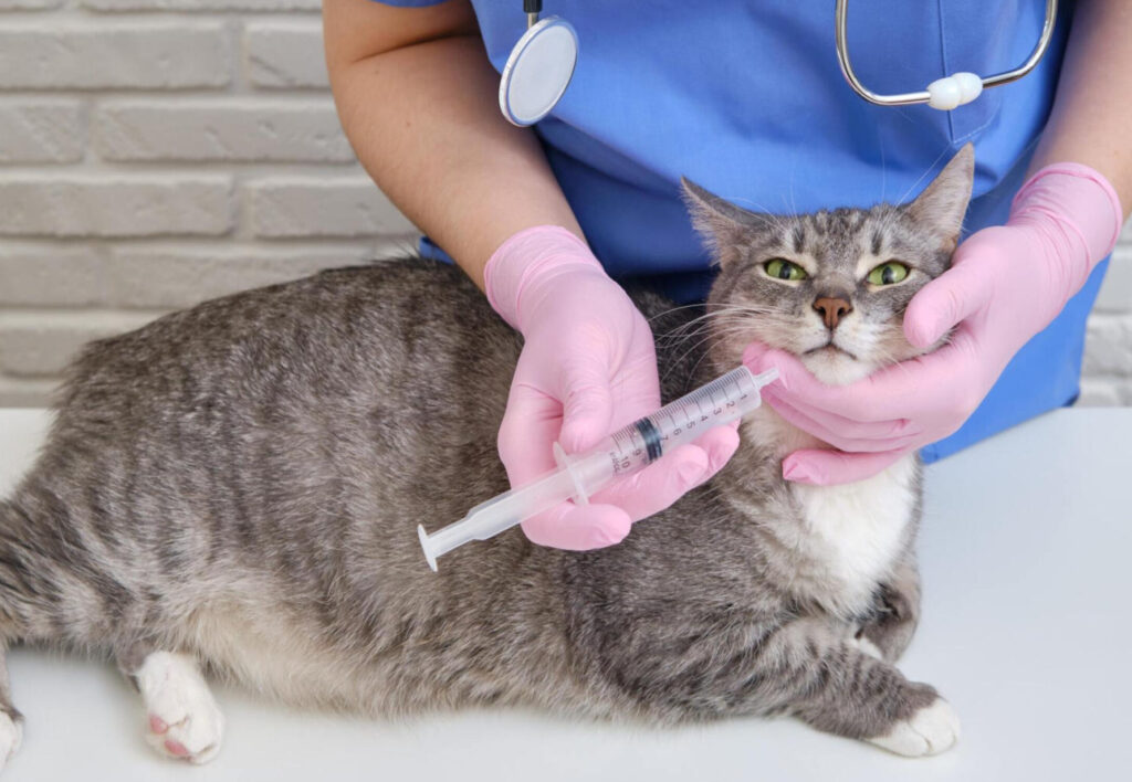 Cat vaccinations