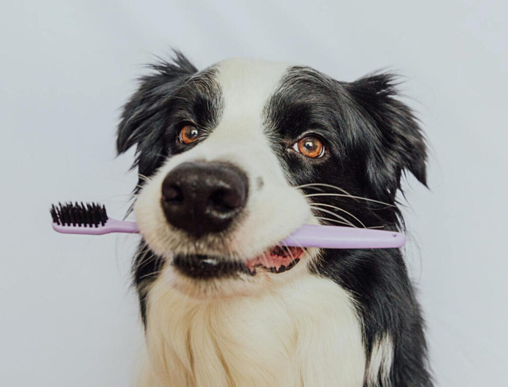 Pets dental hygiene
