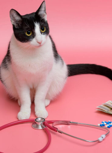 kidney failure in cats