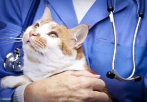 Regular vet check-ups