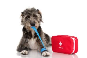 pets first aid