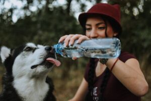 water for pets