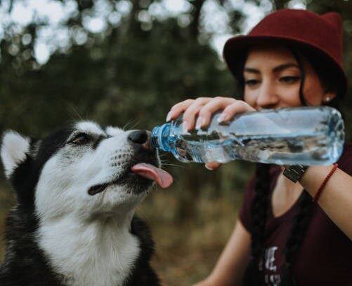 water for pets