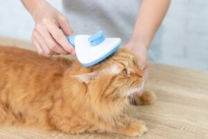 parasite prevention in cats