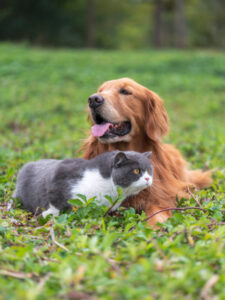 understanding body language of dogs and cats 