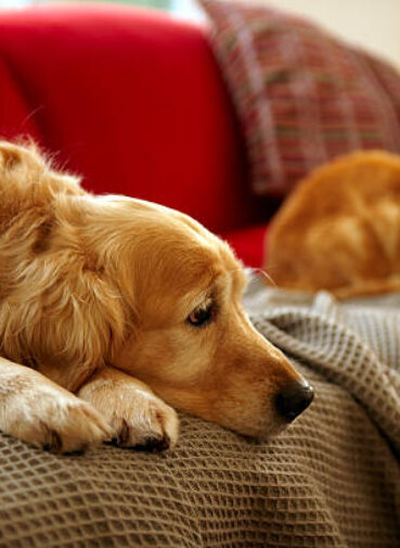 Signs of Stress in Pets