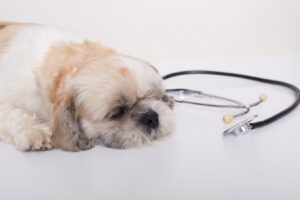 seizures in dogs