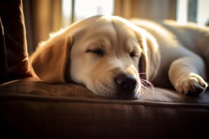 symptoms of heartworm in dogs