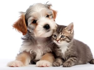 pet behavior