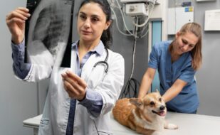 pet radiography