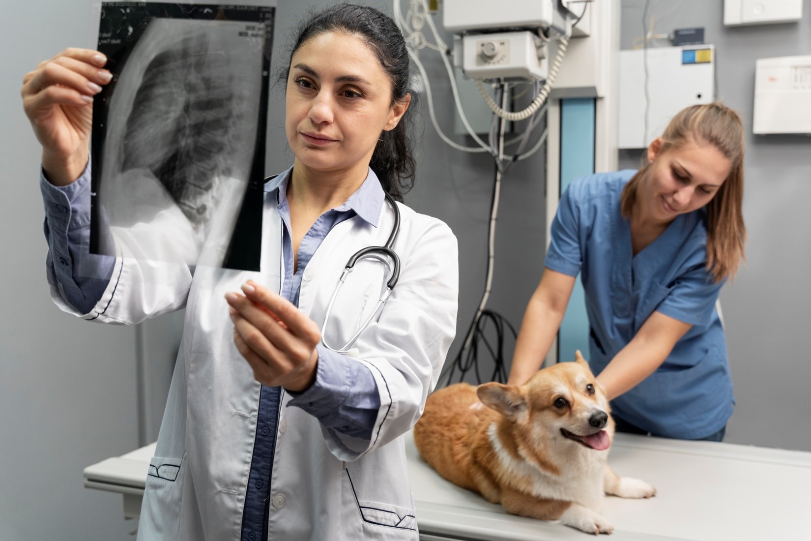 pet radiography