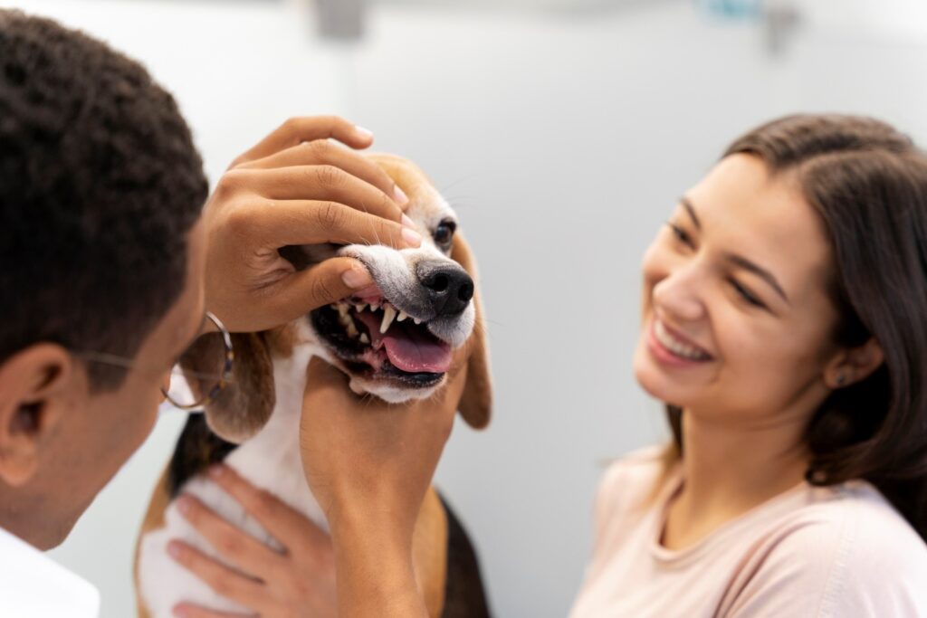 pet dental problems