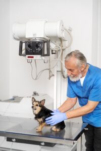 Pet radiography