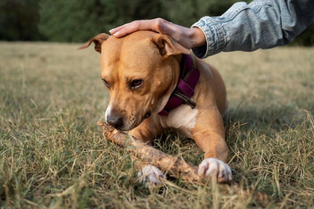 Fleas And Ticks