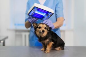 pet radiography