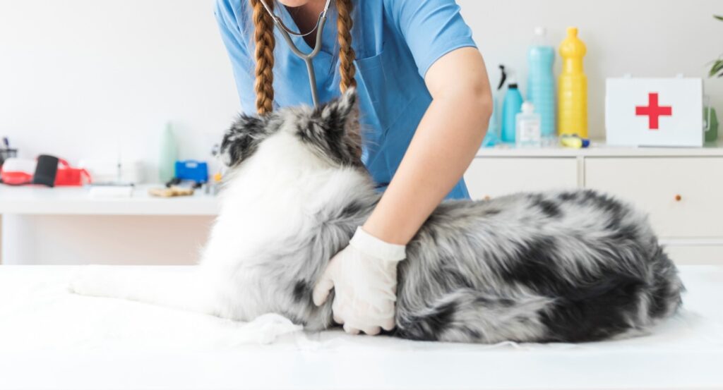 vet care