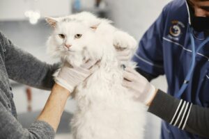 spaying a cat 