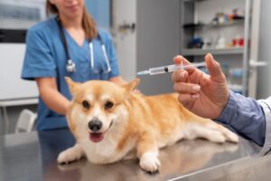 Rabies Vaccine for Dog