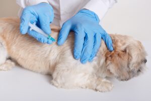 Rabies Vaccine for Dog