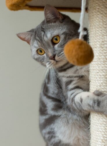 cat scratching post