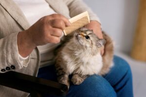 Cat Grooming