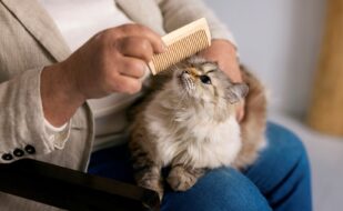 Cat Grooming