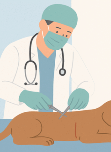 Soft Tissue Surgery for Pets What Every Pet Owner Should Know
