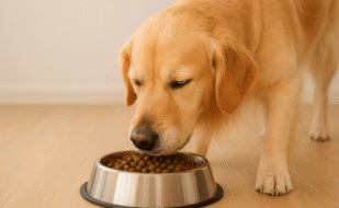 dog_food_700px