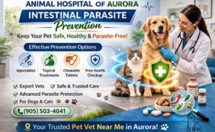 Intestinal Parasite Prevention Animal Hospital at Aurora Pet Vet Near Me