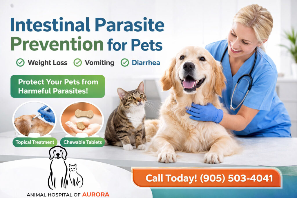 Intestinal Parasite Prevention for Pets - Animal hospital of Aurora - Pet Vet Near Me
