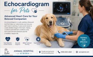 Echocardiogram for Pets - Animal Hospital Near Aurora