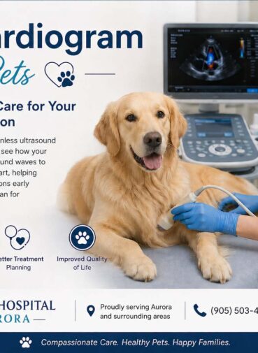 Echocardiogram for Pets - Animal Hospital Near Aurora