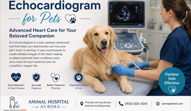 Echocardiogram for Pets - Animal Hospital Near Aurora