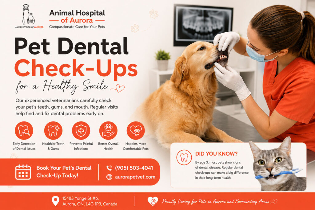 Pet Dental Check-Ups in Aurora, Ontario