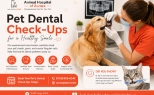 Pet Dental Check-Ups in Aurora, Ontario
