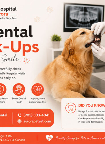 Pet Dental Check-Ups in Aurora, Ontario