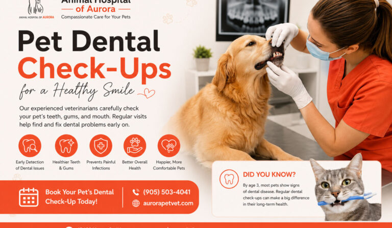 Pet Dental Check-Ups in Aurora, Ontario Pet Dental Check-Ups in Aurora, Ontario