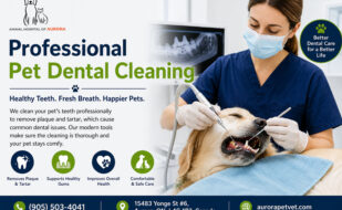 Pet Dental Cleaning in Aurora Ontario