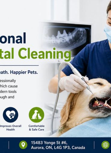 Pet Dental Cleaning in Aurora Ontario