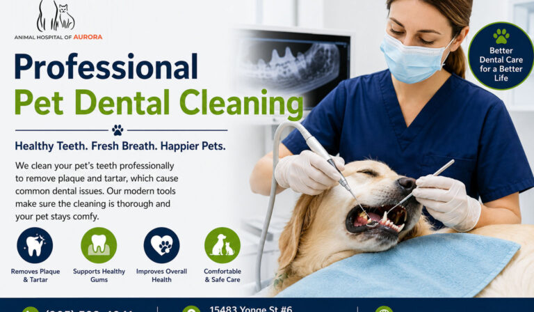Pet Dental Cleaning in Aurora Ontario Pet Dental Cleaning in Aurora Ontario