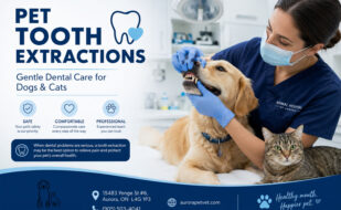 Pet Tooth Extractions in Aurora, Ontario Animal Hospital of Aurora