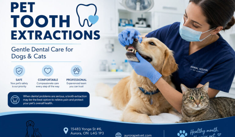 Pet Tooth Extractions in Aurora, Ontario Animal Hospital of Aurora Pet Tooth Extractions in Aurora, Ontario Animal Hospital of Aurora