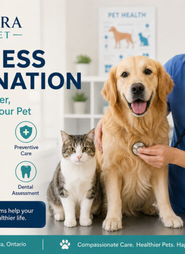 Wellness Examination for Dogs & Cats in Aurora, ON-Aurora Pet Vet copy