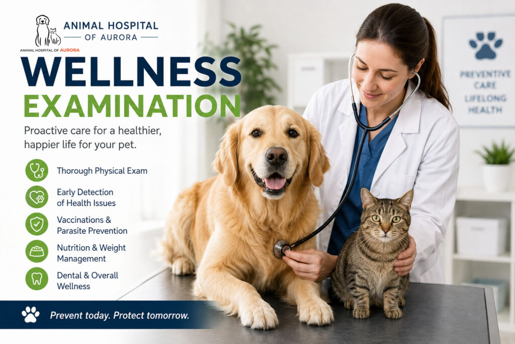 Pet Wellness Examination in Aurora, ON