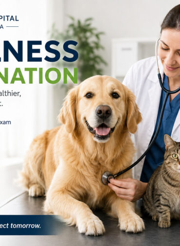 Pet Wellness Examination in Aurora, ON
